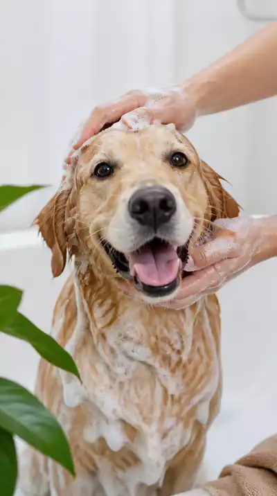 Happy dog being bathed with natural shampoo, suds, clean background